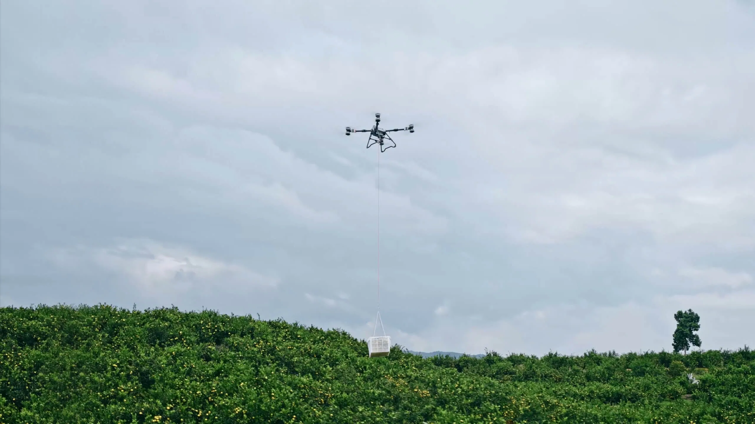 DJI AGRAS T100 em operação de elevação